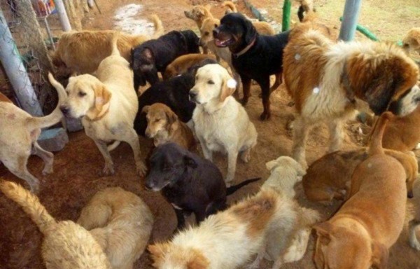 Ha adoptado más de 735 perros y va por más