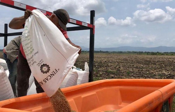Panamá tiene más de 2 mil productores de arroz que se verían afectados por este tratado.