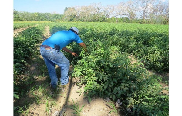 Esperan producir mil 200 quintales por hectárea.