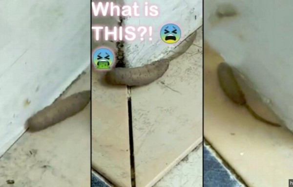 Horrorizados por un ‘gusano rata'