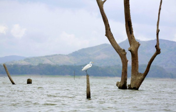 Lagos Gatún y Alhajuela continúan por debajo de sus niveles óptimos