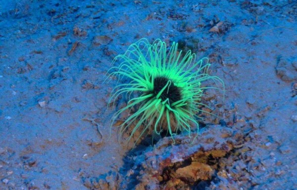 Sólo el 10% de los cañones submarinos están protegidas dentro de Áreas Marinas Protegidas