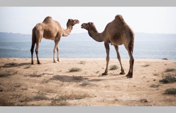 Anuncian exterminio de camellos