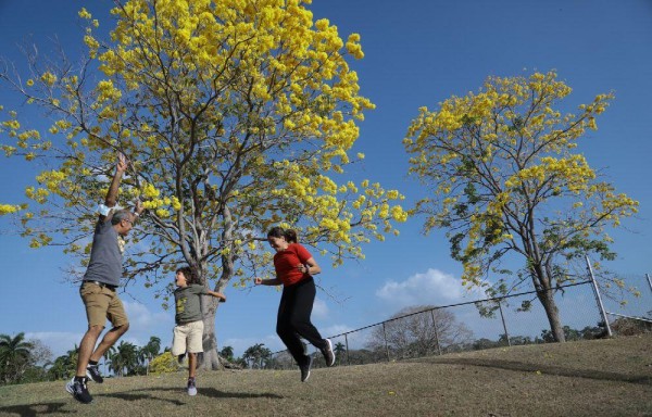 Robles y otras especies florecen en esta época del año, pero el guayacán (sobre todo el amarillo) es el rey de la temporada.