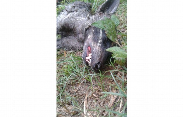 Un vecino del niño mató al animal a punta de palazos.