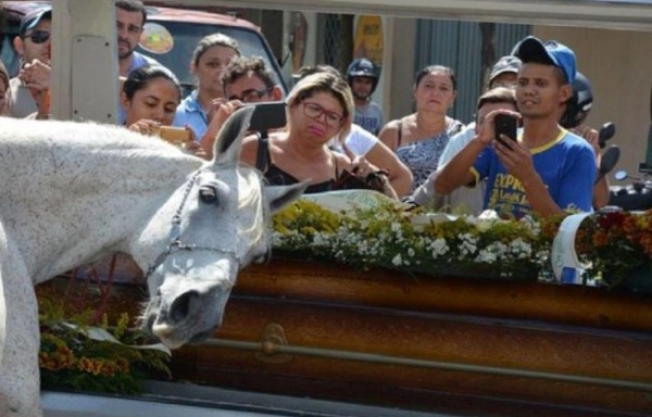 Un caballo lloró a su dueño en su funeral