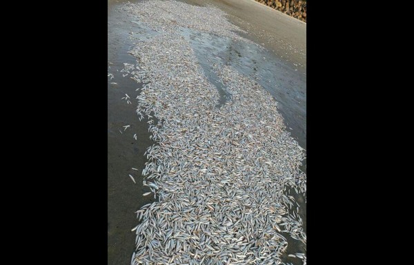 Peces muertos en la arena.