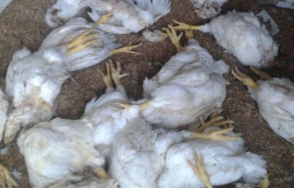 Decenas de animales amanecieron muertos en los criaderos.