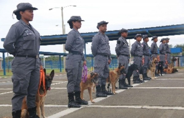 Son once perros entrenados.