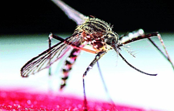 El zika se ha concentrado en la comarca Guna Yala y en el área Metropolitana.