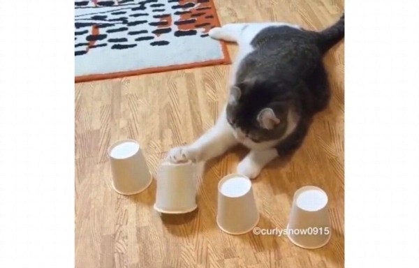 El gato que siempre descubre la bolita