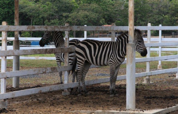 Las zebras posando tranquilamente para el lente.