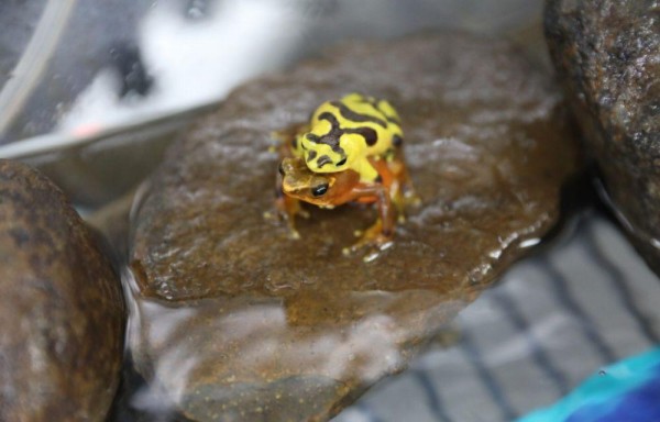 En Panamá existen 220 especies de anfibios.