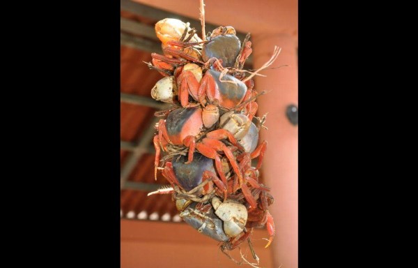 Habrá varias exhibiciones.