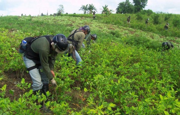 Destruyen 6.000 hectáreas de coca