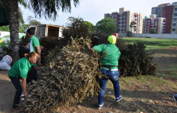 Trabajadores de la AAUD en plena recolección de arbolitos.