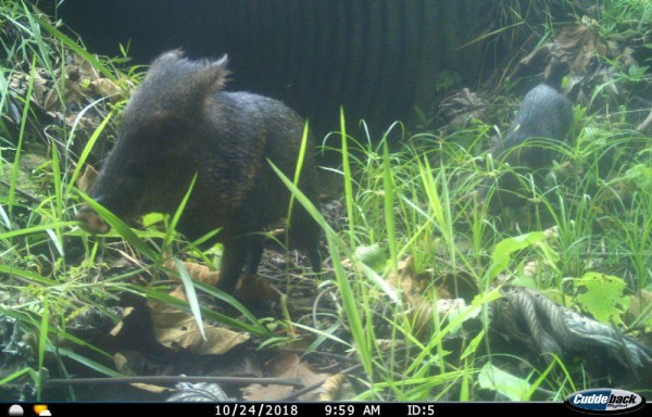 Alrededor de 20 especies están utilizando estos cruces.
