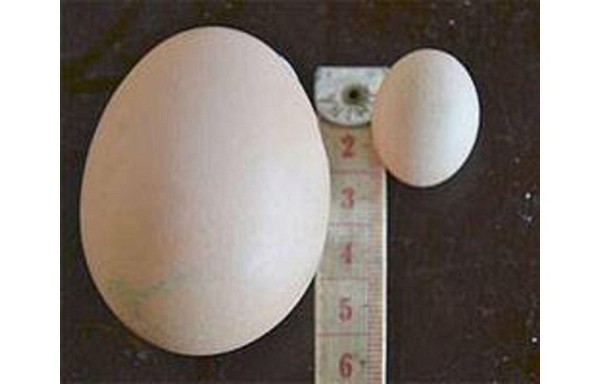 El huevo de gallina más chico del mundo