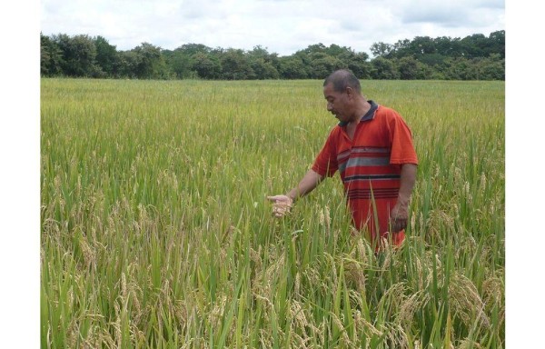 Productores de arroz ya debieron haber empezado a sembrar sus cosechas desde el 1 de julio y no tienen insumos.