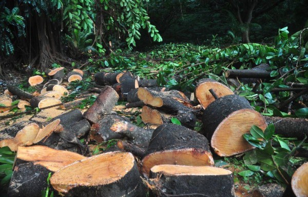 Hay sanciones aplicables para quienes osen violar la ley que protege los recursos forestales de Panamá.