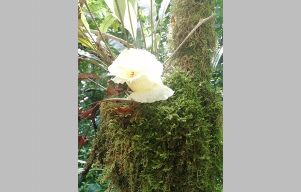 Parte de la flora la componen muchas flores.