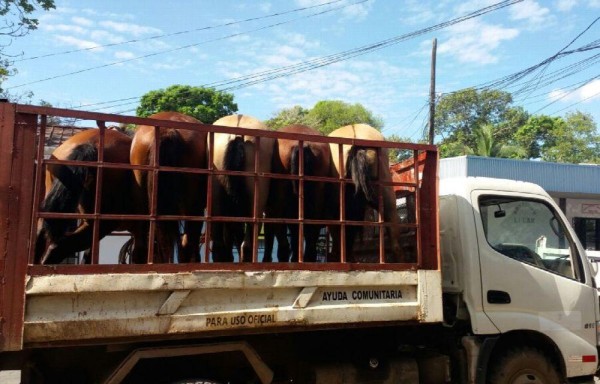 Se capturaron nueve equinos.