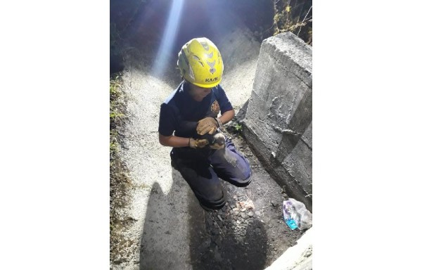 Rescatan a unos cachorros atrapados en una alcantarilla