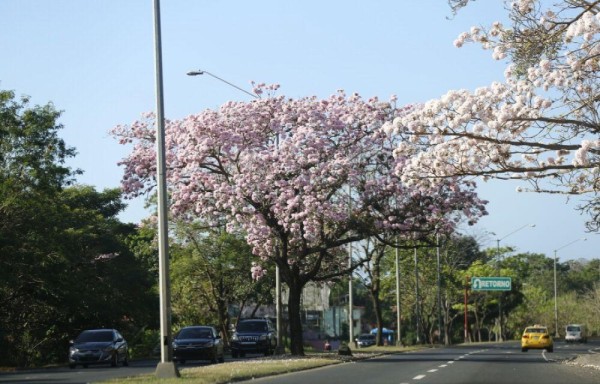 Florecen los guayacanes: color y belleza para la temporada seca
