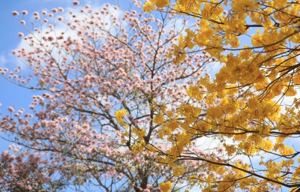 Florecen los guayacanes: color y belleza para la temporada seca