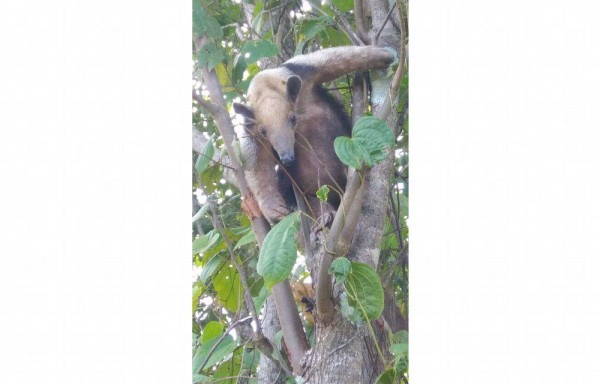 La zona es rica en fauna, como este pequeño hormiguero.