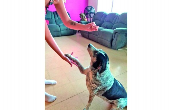 Las galletas también son saludables