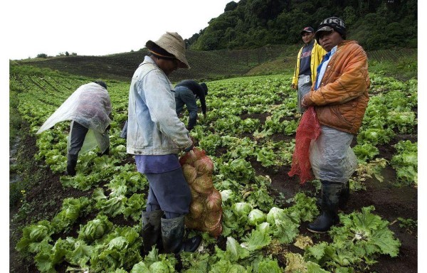 En Tierras Altas, provincia de Chiriquí, se encuentran los mayores productores de legumbres y vegetales.
