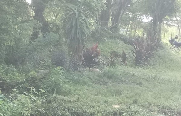 Le habían sacado ojos