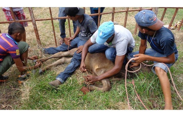 Llegó el Toro Guapo de Antón