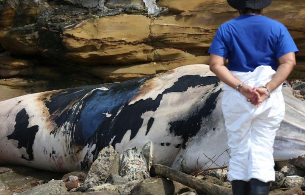 TRATAN DE EVITAR QUE A LA ZONA LLEGUEN LOS PERROS CALLEJEROS | Una ballena en avanzado estado de descomposición apareció este jueves en una zona que bordea el turístico Casco Antiguo de la Ciudad de Panamá. Expertos del Ministerio de Ambiente (Miambiente) acordonaron el área donde apareció el mamífero, una playa no apta para el público y que se sitúa frente a edificaciones históricas, a fin de evitar la llegada de curiosos o de animales callejeros. ‘No es de gran tamaño, presenta decoloración y está gelatinosa, evidenciando su avanzado estado de descomposición, lo que puede ser un riesgo de salud pública, se ha decidido dejarla en este lugar y que la naturaleza siga su curso', explicó la veterinaria de la Dirección de Costas y Mares del Ministerio de Ambiente, Lissette Trejos.