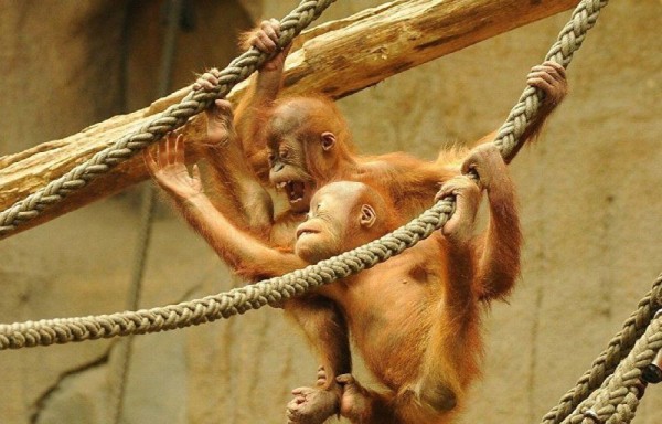 Zoológico organiza ‘baby shower' para una orangutana embarazada