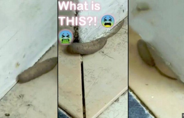 Horrorizados por un ‘gusano rata'