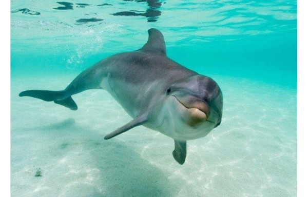 La muerte de los delfines se vio incrementada por el valor comercial de sus dientes.