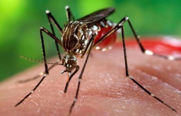 Mosquito trasmite el dengue y zika.