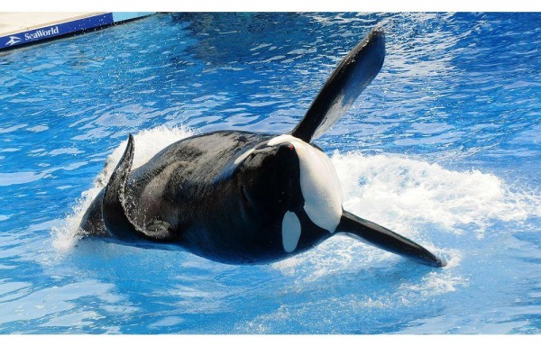 Tilikum, el cetáceo que ahogó a su entrenador el 29 de marzo de 2011 en Sea World, en Orlando, Florida.
