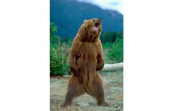 La investigación se basó en una gran cantidad de pruebas genéticas procedentes de huesos, dientes, piel, pelo y muestras fecales atribuidas a la legentadaria criatura.