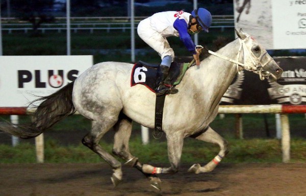 El tordillo ‘V.I.P.Zone' correrá en el Clásico Invitacional del Caribe en diciembre 2016.