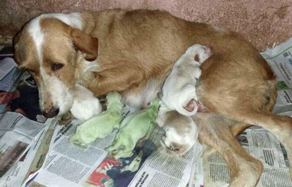 Perritos nacen con la piel verde