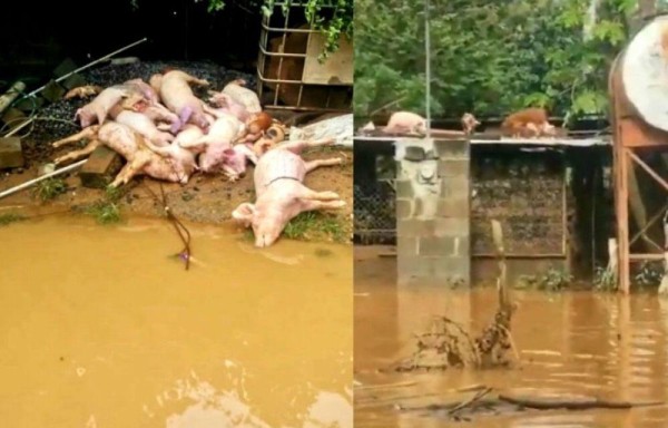 Inundación: Unos 1,800 puercos se ahogaron en Los Santos
