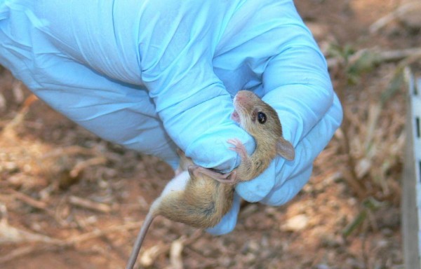 La peligrosa enfermedad se transmite a través de los roedores.