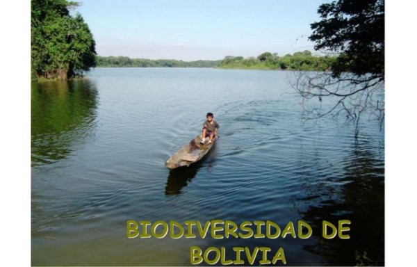 Comunidades cultivan la coca con fines medicinales.