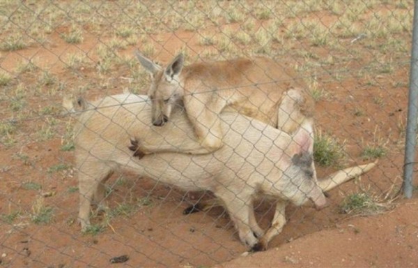 Cerda y canguro tienen amorios