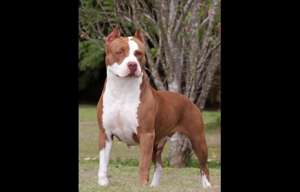 Perro Pitbull.