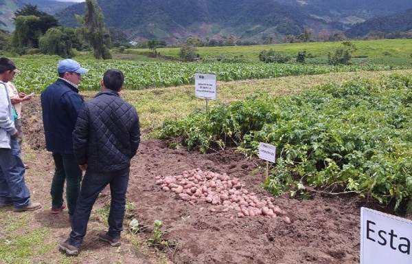 Cultivo de papa en Cerro Punta, en la provincia de Chiriquí.