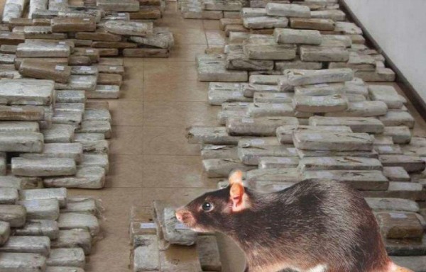 ‘Tongos' alegaron que 540 kilos de marihuana se los comieron los ratones
